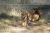 Images of Ranthambhore National Park: image 41 0f 56 thumb