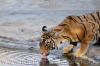 Images of Ranthambhore National Park: image 30 0f 56 thumb