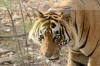 Images of Ranthambhore National Park: image 16 0f 56 thumb