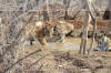 Images of Ranthambhore National Park: image 33 0f 56 thumb