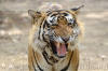 Images of Ranthambhore National Park: image 18 0f 56 thumb