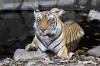 Images of Ranthambhore National Park: image 36 0f 56 thumb