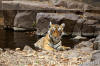 Images of Ranthambhore National Park: image 35 0f 56 thumb