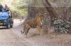 Images of Ranthambhore National Park: image 45 0f 56 thumb