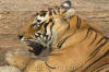 Images of Ranthambhore National Park: image 10 0f 56 thumb