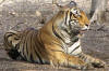 Images of Ranthambhore National Park: image 26 0f 56 thumb