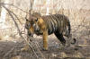 Images of Ranthambhore National Park: image 13 0f 56 thumb