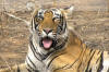 Images of Ranthambhore National Park: image 11 0f 56 thumb