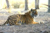 Images of Ranthambhore National Park: image 27 0f 56 thumb