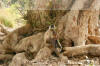 Images of Ranthambhore National Park: image 1 0f 44 thumb