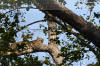 Images of Ranthambhore National Park: image 1 0f 44 thumb