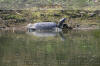 Images of Ranthambhore National Park: image 1 0f 44 thumb