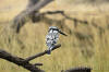 Images of Ranthambhore National Park: image 1 0f 44 thumb