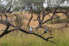 Images of Ranthambhore National Park: image 1 0f 44 thumb