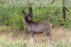 Images of Ranthambhore National Park: image 1 0f 44 thumb