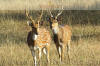 Images of Ranthambhore National Park: image 1 0f 44 thumb