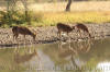 Images of Ranthambhore National Park: image 1 0f 44 thumb