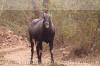 Images of Ranthambhore National Park: image 1 0f 44 thumb