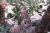 Images of Ranthambhore National Park: image 1 0f 44 thumb