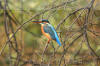 Images of Ranthambhore National Park: image 1 0f 44 thumb