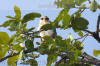 Images of Ranthambhore National Park: image 1 0f 44 thumb