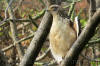 Images of Ranthambhore National Park: image 1 0f 44 thumb