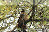 Images of Ranthambhore National Park: image 1 0f 44 thumb