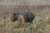 Images of Ranthambhore National Park: image 1 0f 44 thumb