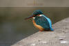 Images of Ranthambhore National Park: image 1 0f 44 thumb