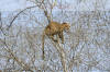 Images of Ranthambhore National Park: image 1 0f 44 thumb