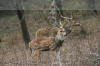 Images of Ranthambhore National Park: image 1 0f 44 thumb