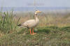 Images of Ranthambhore National Park: image 1 0f 44 thumb